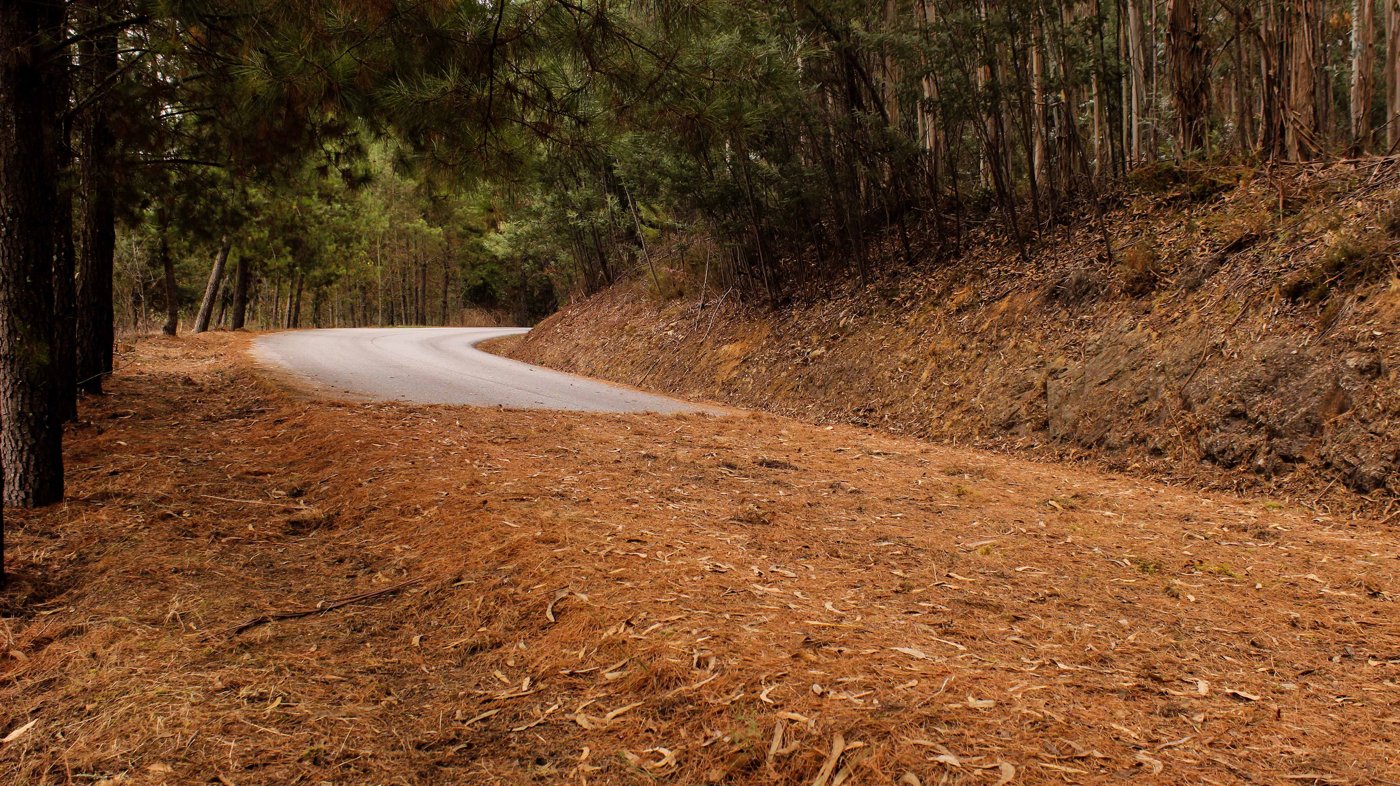 Corte (2017) by Flora Paim &mdash; the abandoned Roman road at Ponte da Mucela covered with leaves and earth