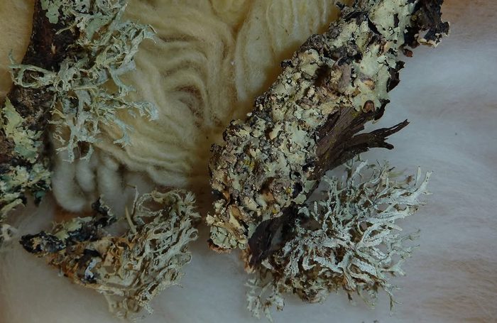 Lichenipolystoechotes &mdash; Celia de Villiers
