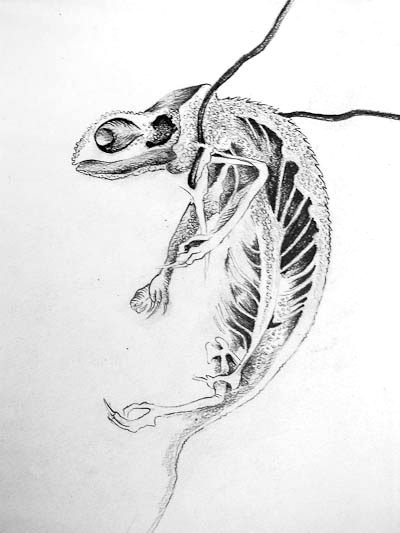 Bones and Roots &mdash; Celia de Villiers