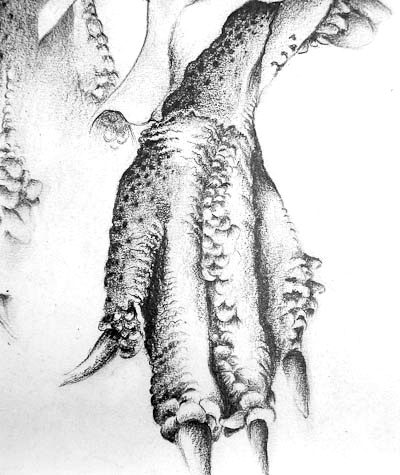 Bones and Roots &mdash; Celia de Villiers