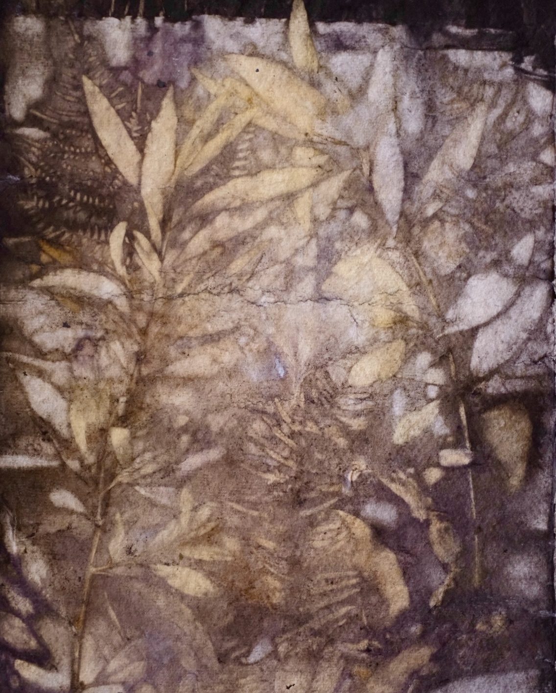 Botanical Prints &mdash; Celia de Villiers