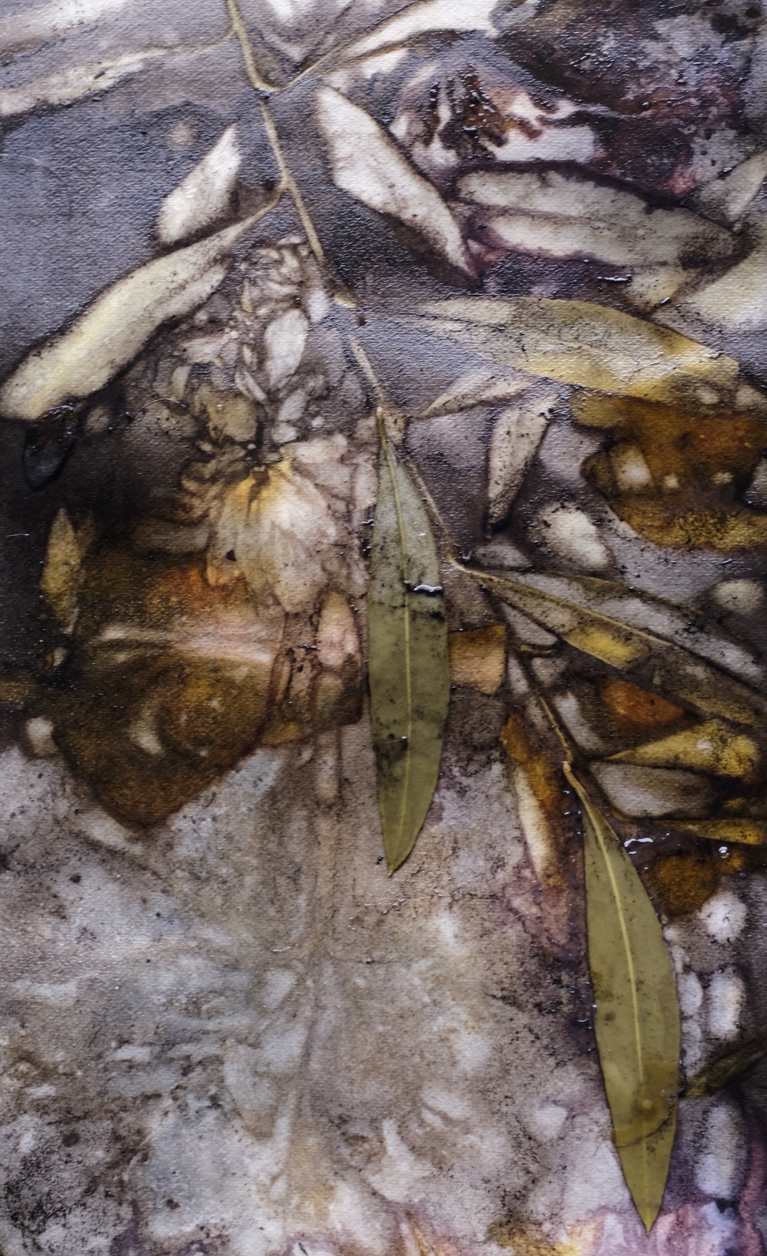 Botanical Prints &mdash; Celia de Villiers