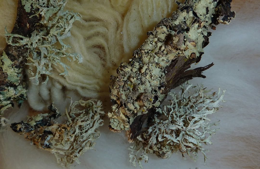 Lichenipolystoechotes &mdash; Celia de Villiers